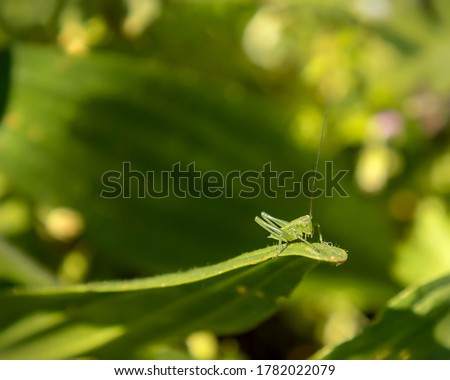 Cute green grasshopper sitting on leaf . Close up