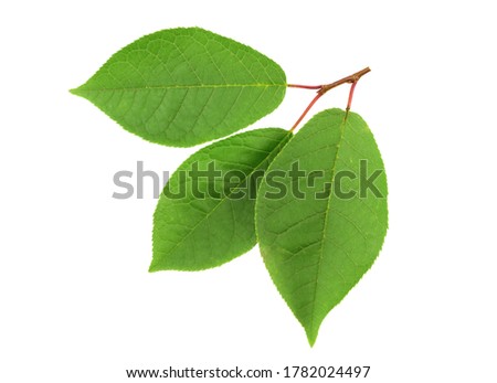 Bird cherry (prunus padus) fresh branch with leaves. Top View.  Also Known as Hackberry, Hagberry, or Mayday Tree. Isolated on white background. Royalty-Free Stock Photo #1782024497