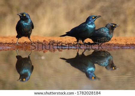 cape starling with reflection on water