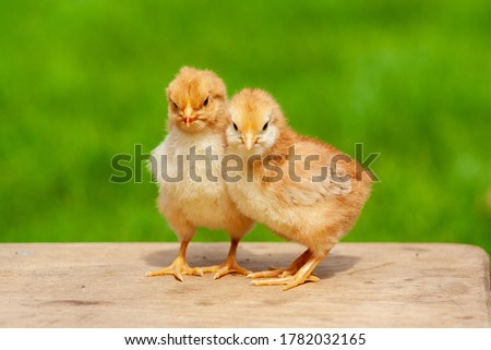 Small chicken friendship. Twin little chicken on green natural background. Family newborn chicken concept. Couple chicken or bird.