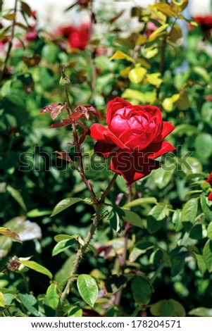 Red rose on a bed, close-up outdoors.
