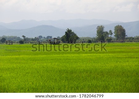Paddy rice field with huts in the rainy season at the valley village. Phrae Thailand.