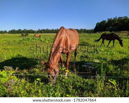 horse eats grass against the background of other horses in the summer during the day