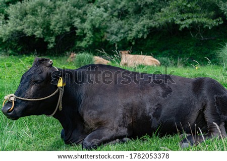 a black caw(WAGYU) relaxing on a grass
