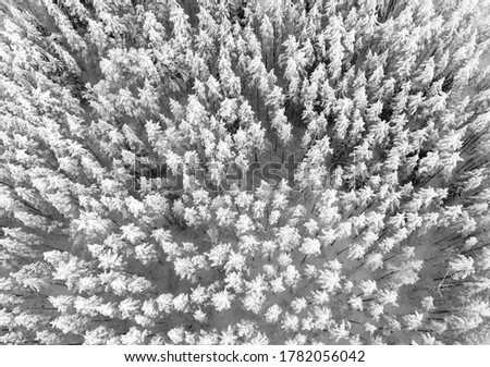 Aerial view of a winter snow-covered pine forest. Winter forest texture. Aerial view. Aerial drone view of a winter landscape. Snow covered forest. Aerial photography. Black and white