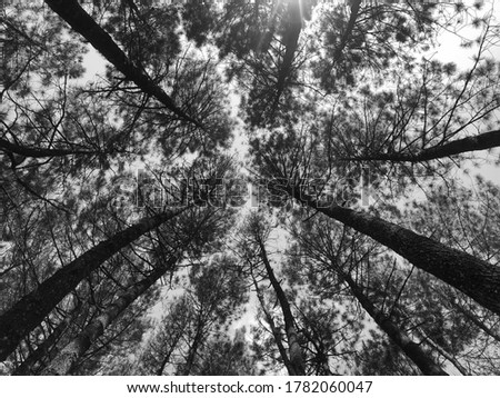 Pattern of Pine trees in the forest. View from below.