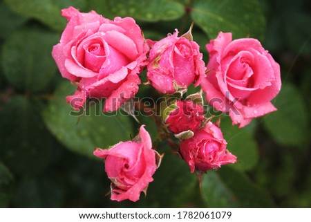 Six buds of beautiful delicate roses in a fairy garden