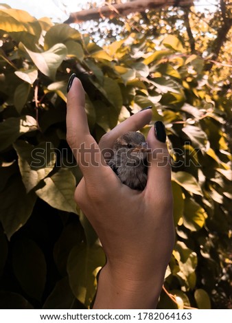 little bird in a beautiful woman's hand against the background of leaves, beautiful manicure, nails, rescue of chick