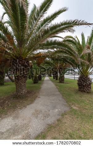 View of path with palm trees on the beach of Comillas, Cantabria, Spain, in vertical
