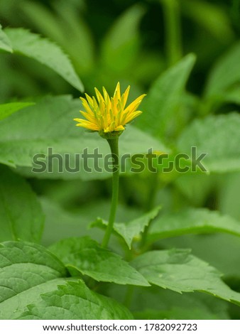 Yellow flower of chrysanthemum close-up.  Shallow depth of field.