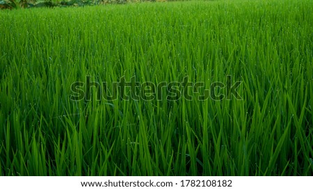 Green rice and morning dew