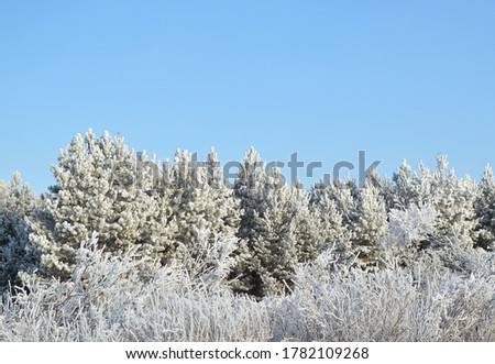 dense winter forest and road with young trees in snow.