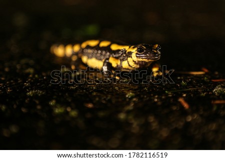 Salamander front view at night