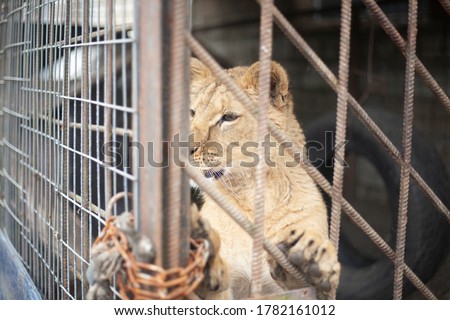 Lion cub in a cage. The lion is locked in a valier. The animal is in captivity. Poor lion keeping. Steel bars protect against wild animals. Royalty-Free Stock Photo #1782161012