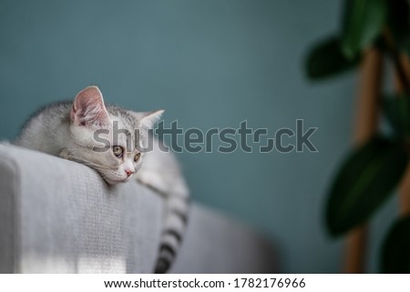 Gray tabby cat lies on the back of the sofa in a cozy home