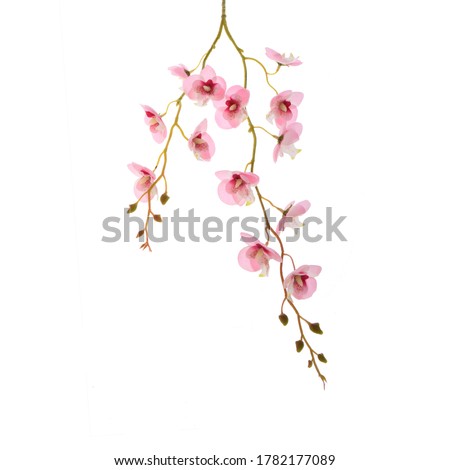 A branch with small flowers of the Orchid family. Royalty-Free Stock Photo #1782177089
