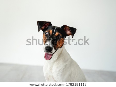 Portrait of smooth fox terrier dog on white wall background