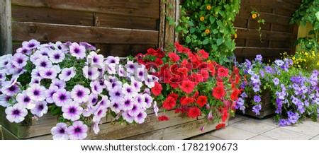 colorful flowers for balcony or terrace, banner