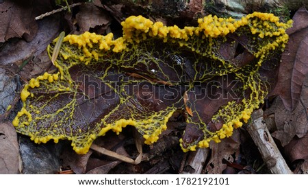Yellow slime mold, Fuligo septica, engulfing organic matter on the forest floor. Royalty-Free Stock Photo #1782192101