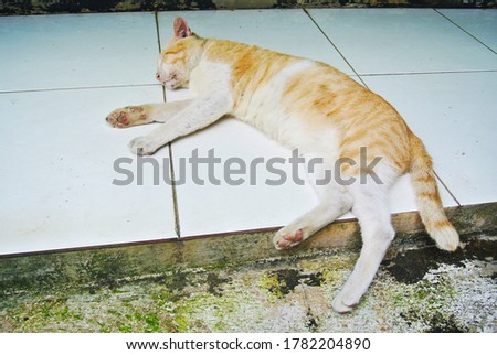 Orange cat rest on the floor