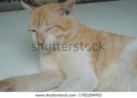 Orange cat rest on the floor