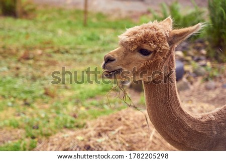                                Alpaca in farm close up portrait with blurred grass on a background. Copy space.