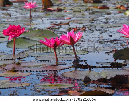 Photo of pink lotus or waterlilies