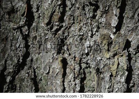 Background from the bark of the tree brown and gray . 