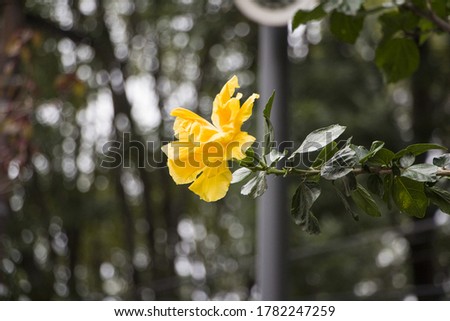 Yellow flower on a green blurred background