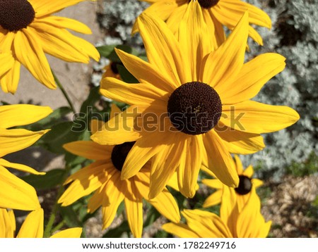 Close-up picture of sunflowers on a sunny day