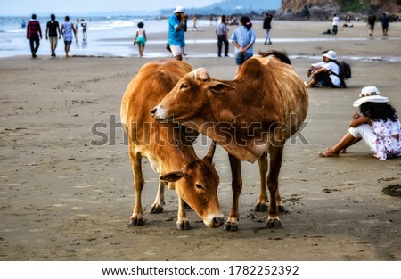 The love is in the air. This shot was taken by at a beach in Goa, India. Picture shows a girl is sitting alone behind the scene while animals are loving each other