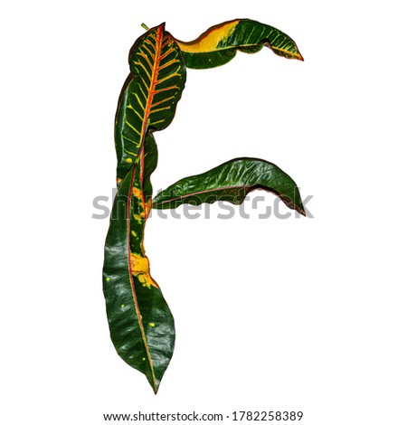 English alphabet letter 'f' made of colorful variegated leaves. Unique font decoration with summer/autumn nature concept idea