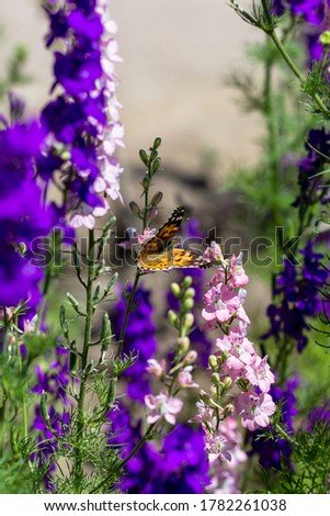 Shot of the butterfly sitting on the purple flower.