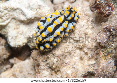 Sea Slug _ Phyllidia varicosa