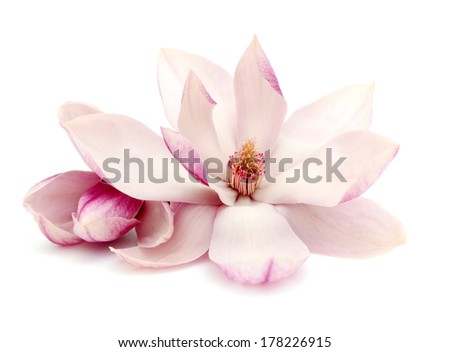 A springtime of magnolia flowers 