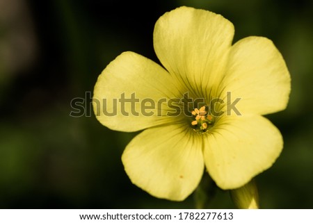 Close up of Yellow cape sorrel flower, or Bermuda Buttercup,Oxalis pes-caprae, in full bloom with bokeh background, in the Maltese countryside.