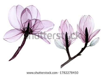 watercolor drawing set of transparent flowers. collection of magnolia flowers in pastel pink, gray, purple colors isolated on white, 
X-ray. design for weddings, invitations, congratulations.