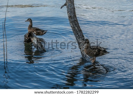 Two adults female mallard ducks standing peacefully in the shade on logs sticking out of the water in the lake on a sunny afternoon in summertime