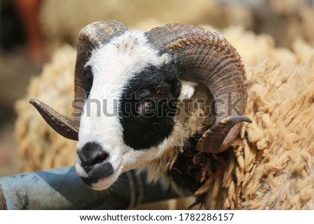 Close up of black and white horned sheep's head.