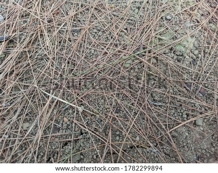 Pine branches in large quantities look very beautiful and beautiful.