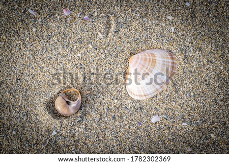 Picture of seashells on the sand.