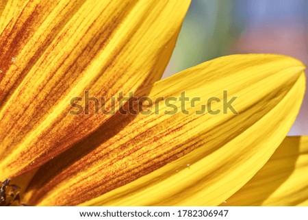 Close-up of the petals of a yellow sunflower.