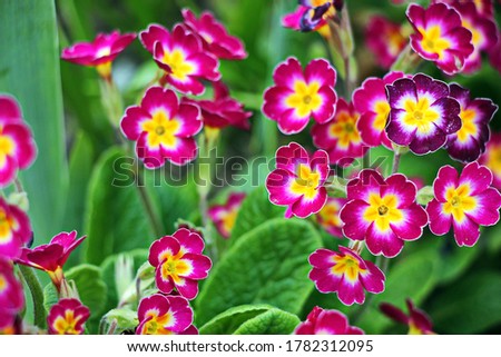 Primrose flower. Latin name Primula, Primulaceae family. Spring, early flowers in the botanical garden. Close-up. Royalty-Free Stock Photo #1782312095