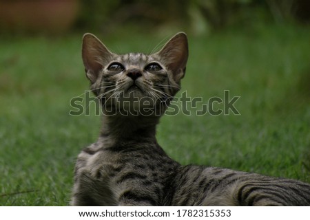 A closeup photograph of a playing Cat in a garden.