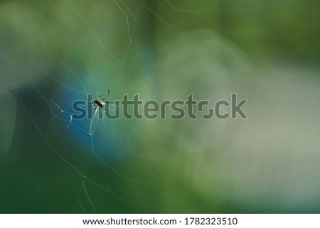 Close-up of a fly caught in a spider web.