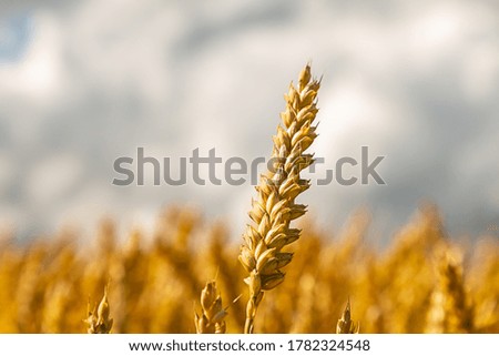 Golden cereal ear. Sunny summer theme