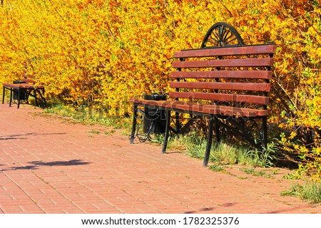 A bench in a city park in the yellow bushes. Sunny spring day. Flowering shrub forsythia. Royalty-Free Stock Photo #1782325376