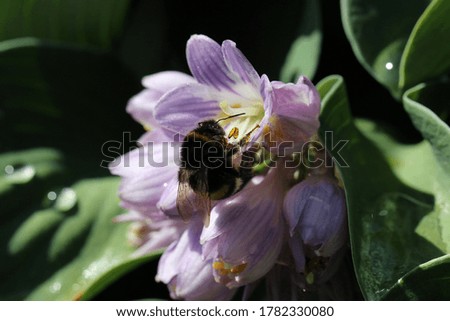 Close-up (macro shot) of the Lily Family flower (Liliaceae) and bees.  Macro texture images 'In Full Bloom'