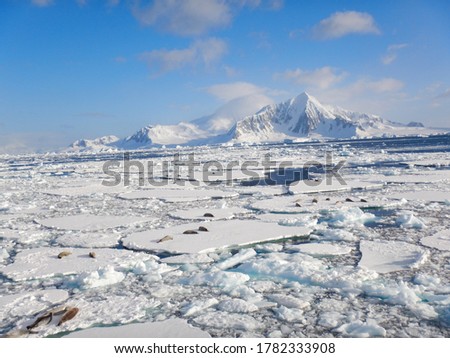 polars North and South pole antarctica artic wild life