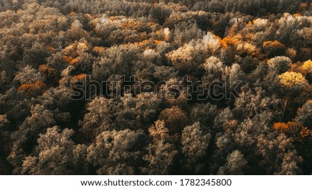 autumn landscape. aerial view of colorful forest. drone shot.  Toned vintage picture